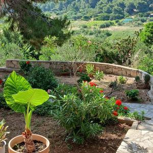a plant in a pot in a garden at Apartments Elena & Damir in Vis