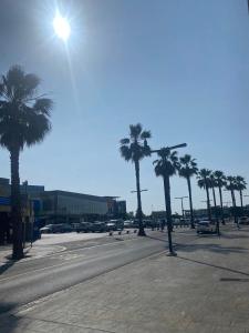 a group of palm trees in a parking lot at NERi in Koper