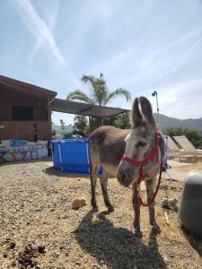 Domácí mazlíčci ubytovaní s hosty v ubytování Mountainside Log Cabin near to Golf and Sea