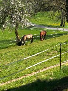 Tiere in der Ferienwohnung oder in der Nähe