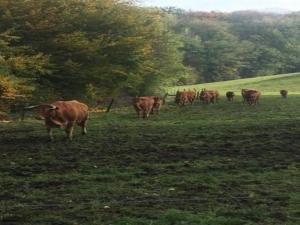 Animais na casa de férias ou nos arredores