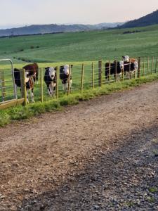 Fotografie z fotogalerie ubytování Pleasant View Lodge v destinaci Tauwhare + 10 fotografií