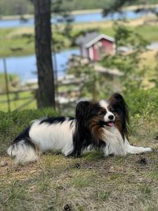 Domácí mazlíčci ubytovaní s hosty v ubytování Jahbazaar Camping Jūrmala