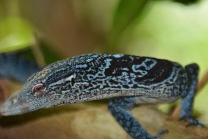 SageurinRaja Ampat Herping的石 ⁇ ,石 ⁇