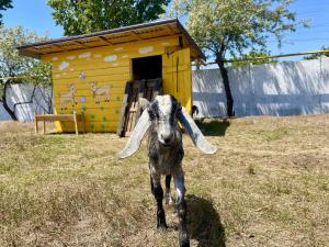 Gallery image of PANORAMA BRIZ in Karolino-Buhaz +64 photos