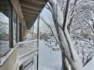 a snow covered tree next to a building with benches at High Plains Lodge Rooms in Dinner Plain +9 photos