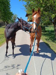Gallery image of Zámeček nad Běleckým Mlýnem in Hluchov