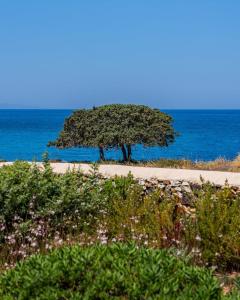 a tree on a beach next to the ocean at Sunset Studios & Rooms in Antiparos