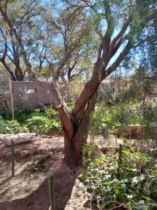 Ein Garten an der Unterkunft Hotel-Camping Takha Takha