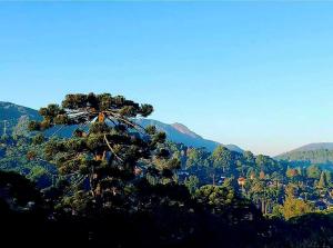 a pine tree on top of a mountain at Suíte Buquê de Noiva in Monte Verde