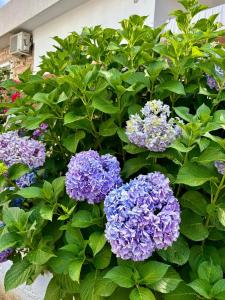 a bush of purple flowers with green leaves at Vila Eqerem Dauti Ksamil in Ksamil +27 photos