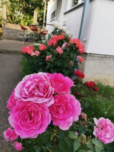 Giardino di ꕤ Comfy Home ꕤ - Make yourself at home