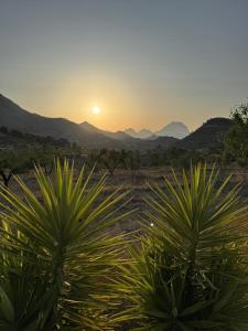 Casa Pura Vida في Relleu: نخلتين في حقل مع غروب الشمس في الخلفية