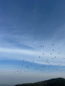 a flock of birds flying in the sky at Savannah suite in ‘Isfiyā