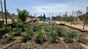 a garden with a fence and some plants at Porto Experience Caravan in Santa Justa +7 photos
