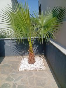 a palm tree sitting on top of a pile of rocks at Nea Vrasna Sun House in Nea Vrasna +17 photos