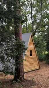 a small cabin in the woods with a tree at Little Brook Glamping in Salfords +36 photos