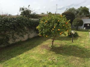 Vonkajšia záhrada v ubytovaní Residence Olbia