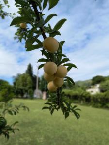 un montón de fruta colgando de un árbol en Cabaña la linda Vaqueros, en Salta 14 fotos más
