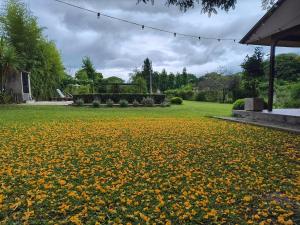 Un campo de flores amarillas en un patio. en Cabaña la linda Vaqueros, en Salta