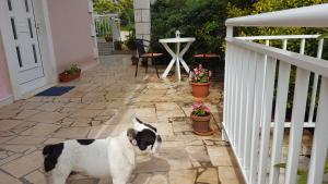 Fotografie z fotogalerie ubytování Apartments Lejla Korčula v destinaci Korčula