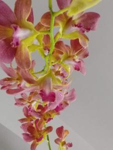 a close up of a pink and yellow flower at Indeevaram Residency in Trivandrum