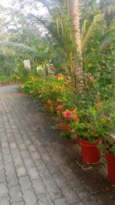 a row of flowers in pots on a sidewalk at Indeevaram Residency in Trivandrum