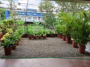 a row of potted plants in a greenhouse at Indeevaram Residency in Trivandrum
