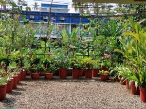 a bunch of plants in pots in a garden at Indeevaram Residency in Trivandrum