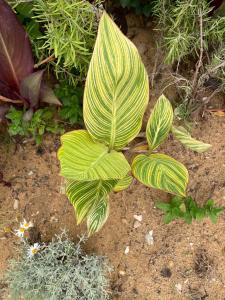 Zahrada ubytování شقة فندقية عائلية