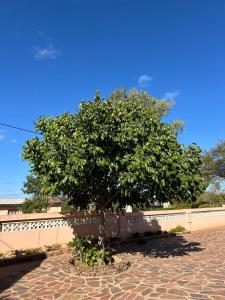 a tree sitting on a brick sidewalk in front of a building at Agago Boon Guest house in Serowe +2 photos