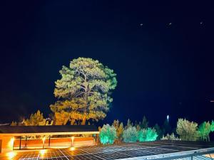 a tree in the middle of a parking lot at Yelken Bungalows in Eskiömerler