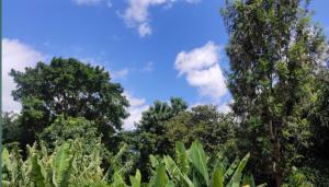 a group of trees with a blue sky in the background at WauTaMaDuNi Rental House in Nkunjila