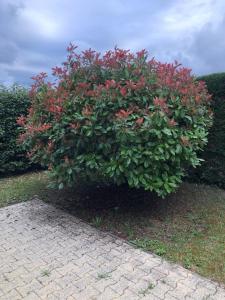 Ein Garten an der Unterkunft Villa OCELANDES