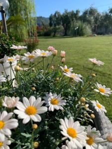 Zahrada ubytování Euphoria Guest House