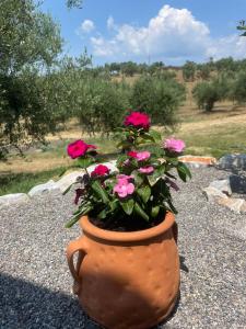 Zahrada ubytování Enada Suite & Olive Farm