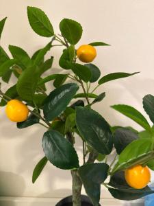 斯普利特Guest House split centar的相册照片