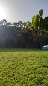 a frisbee is on the grass in a yard at Apartamento de Lujo Cerca de la Playa EL CAMPELLO in El Campello +42 photos