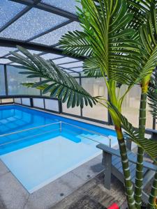 een zwembad met een palmboom naast een raam bij Willa Mirella in Dębki