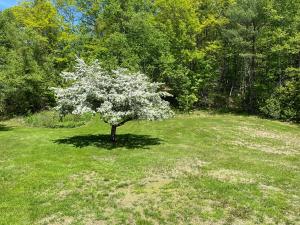 a tree in the middle of a grass field at Cozy Retreat with Private Backyard Oasis in Livermore Falls