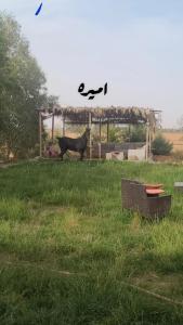 Zahrada ubytování نيوم بالقرب من مدينه تبوك