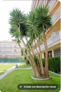 マルグラット・デ・マルにあるLuisaの建物前のヤシの木群 +16枚の写真