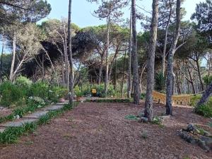 a garden with trees and a fence in the background at Casa da Âncora in Colares