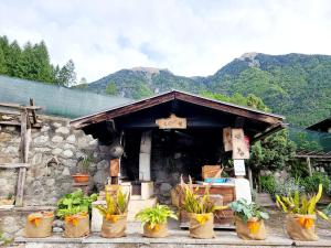 a group of potted plants in front of a building at Appartamento Adamello 7 in Pinzolo