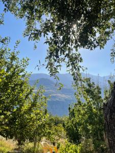vista sulle montagne attraverso gli alberi di Teffeha tent for 2 