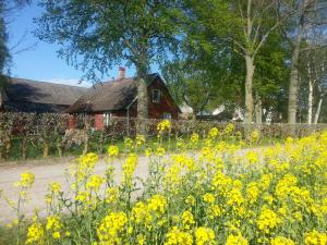 Hus på Lantgård Viken في Mjöhult: حقل من الزهور الصفراء أمام المنزل