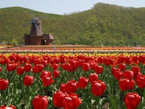 a field of red tulips with a windmill in the background at Hotel Okhotsk Palace - Vacation STAY 24148v in Mombetsu