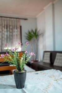 a potted plant sitting on top of a table at Gega's Apartment in Gjirokastër