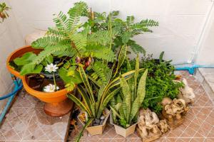 a group of plants in pots next to a wall at Rajamangala, Lumpinee Boxing, Airport, SiamAmazing in Ban Bang Chan