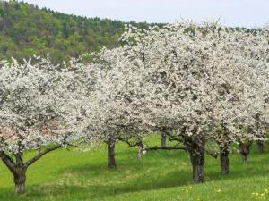 a row of trees with white flowers in a field at Ferienhaus Holunderweg an der Theme Obernsees mit Sauna in Truppach